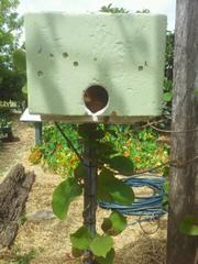 Native Stingless Beehive