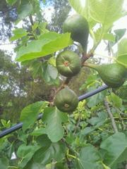 Figs Forming
