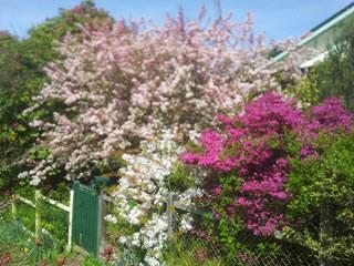 Flowering Apple Tree