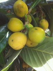 Loquat Fruit