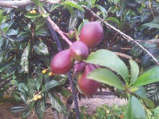 Nectarines Forming