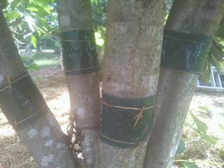 Banded Tree