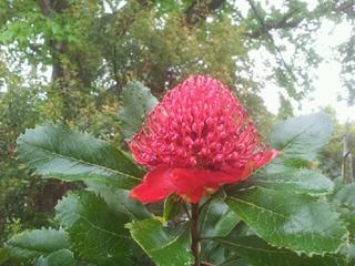 A stunning Waratah