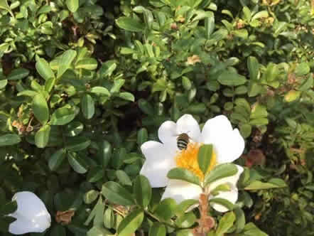 Blue Banded Bee