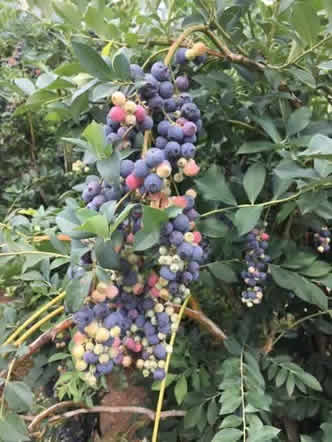 Blueberries Pollinated