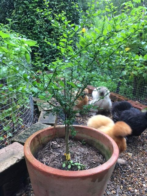 Finger Lime plant with Silky Chickens