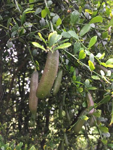 Finger Lime Fruit