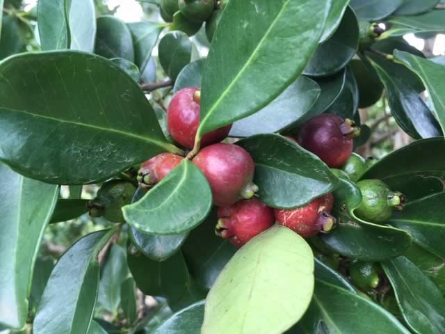 Fruiting Guava