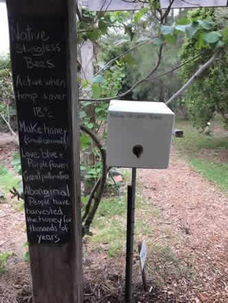 Native Stingless Bee Hive