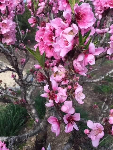 Flowering Peach