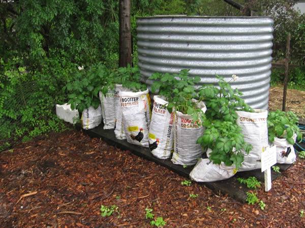 Grow vegetables in bags