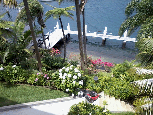 Hydrangeas and Bougainvillea