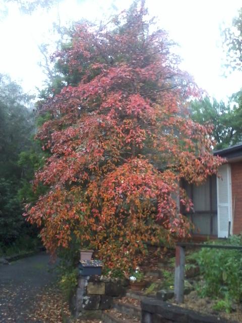 Tree in summer