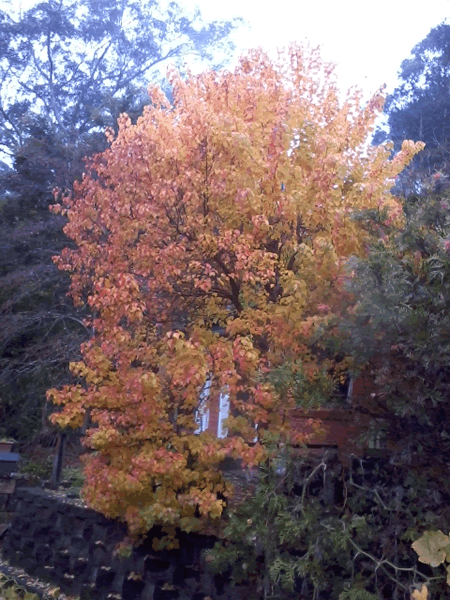 Winter tree