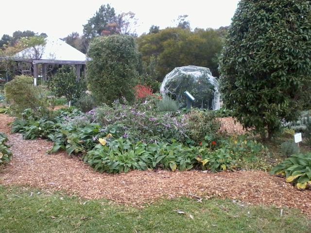 Fruit tree netted