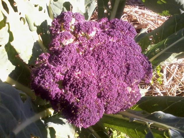 Purple Cauliflower