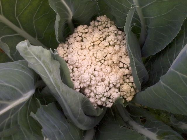 White Cauliflower