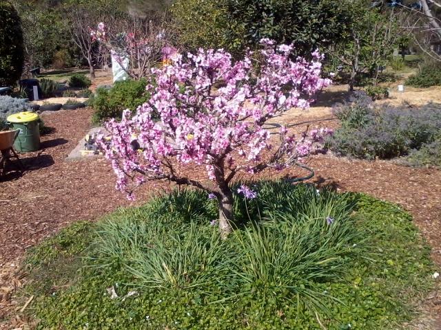 Flowering Cherry Tree