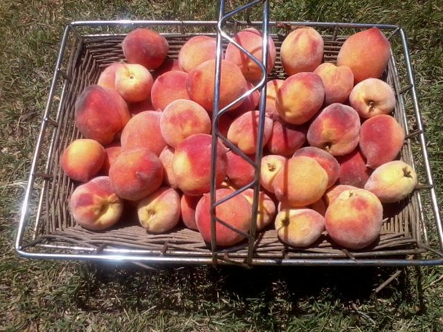 Fresh Peaches