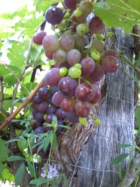 Grapes