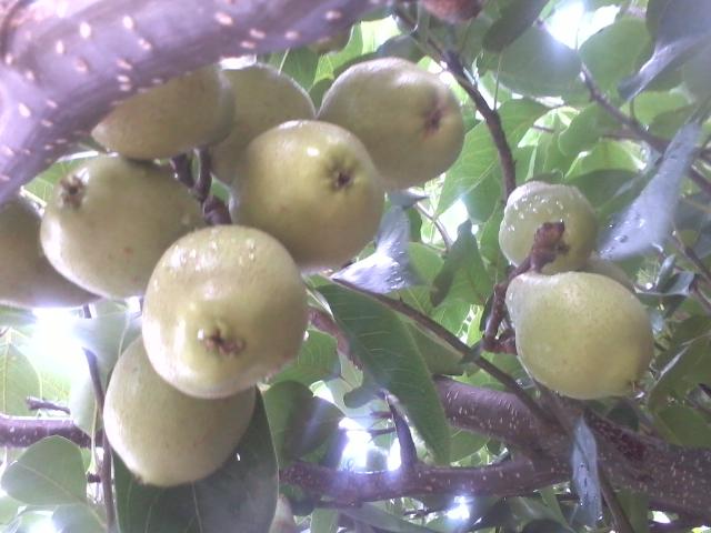 Pear tree