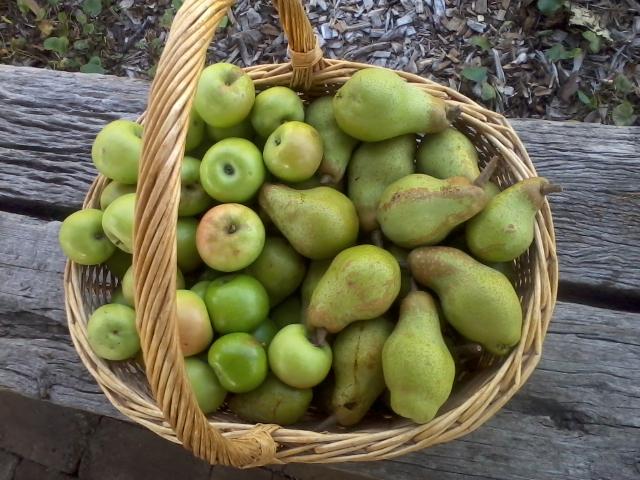 Fresh Pears