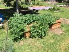 Potatoes Growing