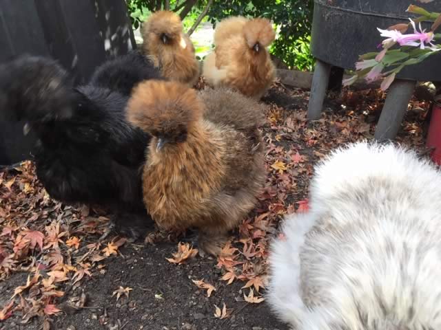 Silky Chickens