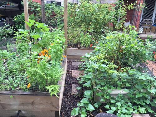 Tomatoes growing in raised beds