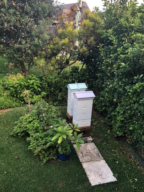 Beehives in front garden