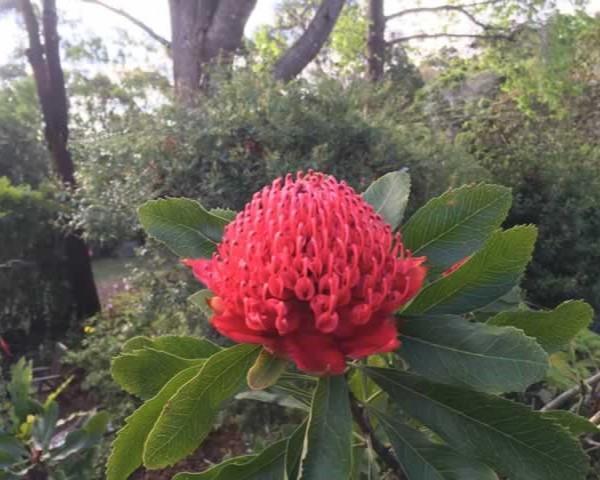 Waratah