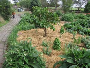 A healthy No Dig Garden