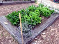 Lavendar, Celery, Spinach and Lettuce