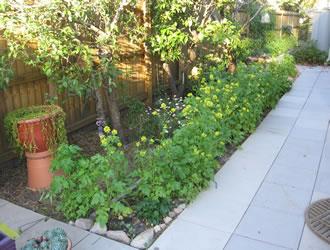 Green Manure