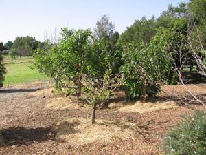 Orchard in Zone 2