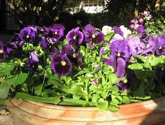 Pansies