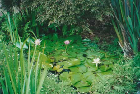 Garden Pond