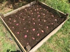Potatoes planted out