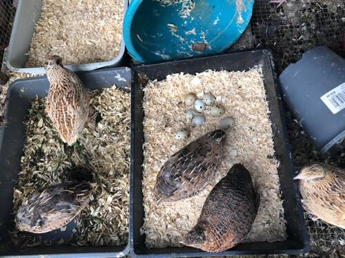 Quails