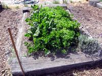 Silverbeet Lettuce and Celery