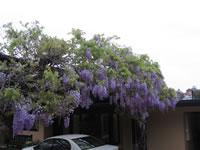 Wisteria